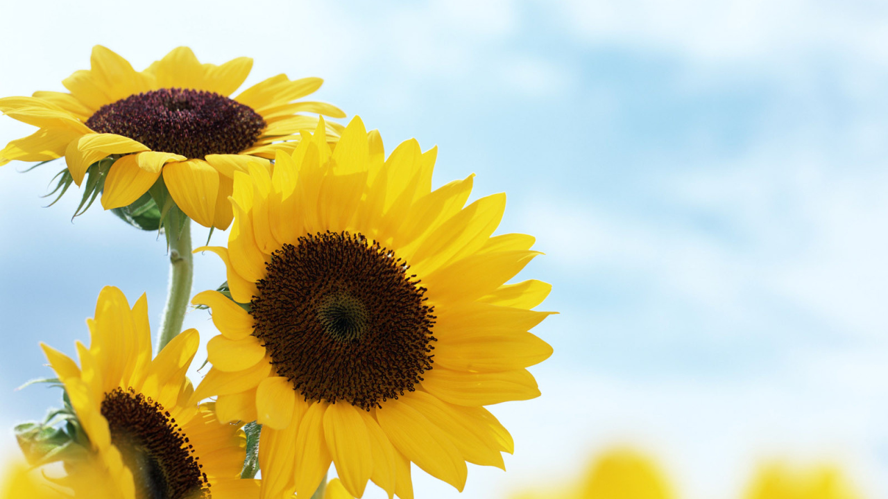 Подсолнечник