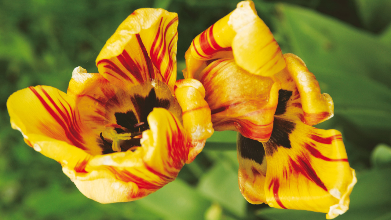 Тигровые цветы