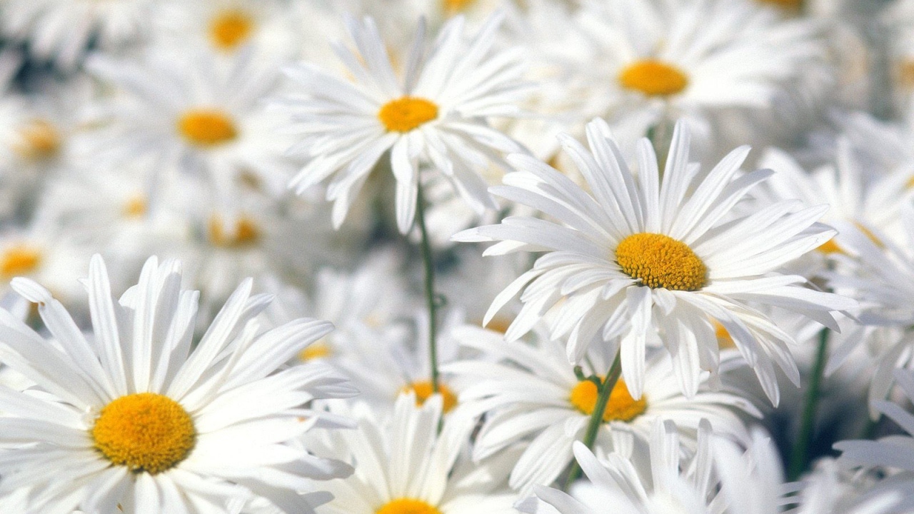 Белые ромашки