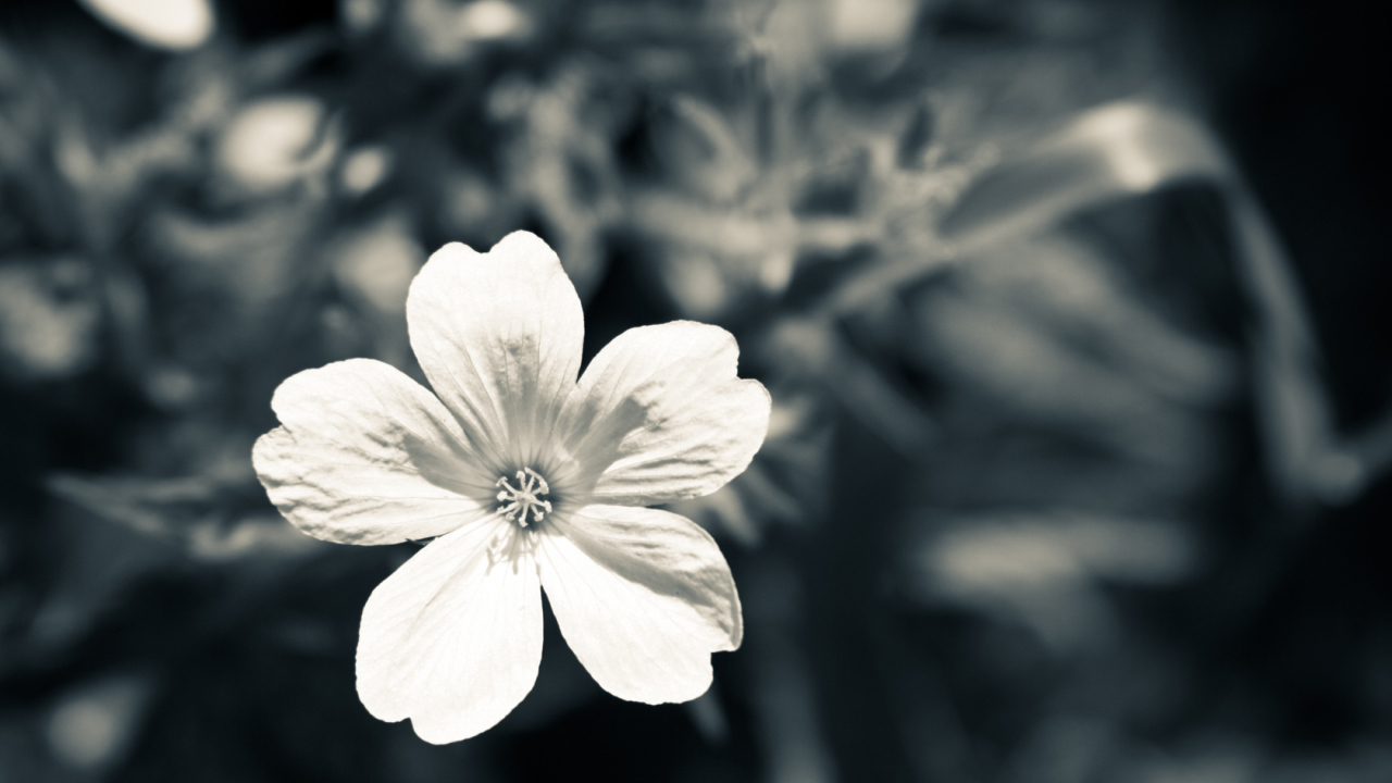 Белый цветок