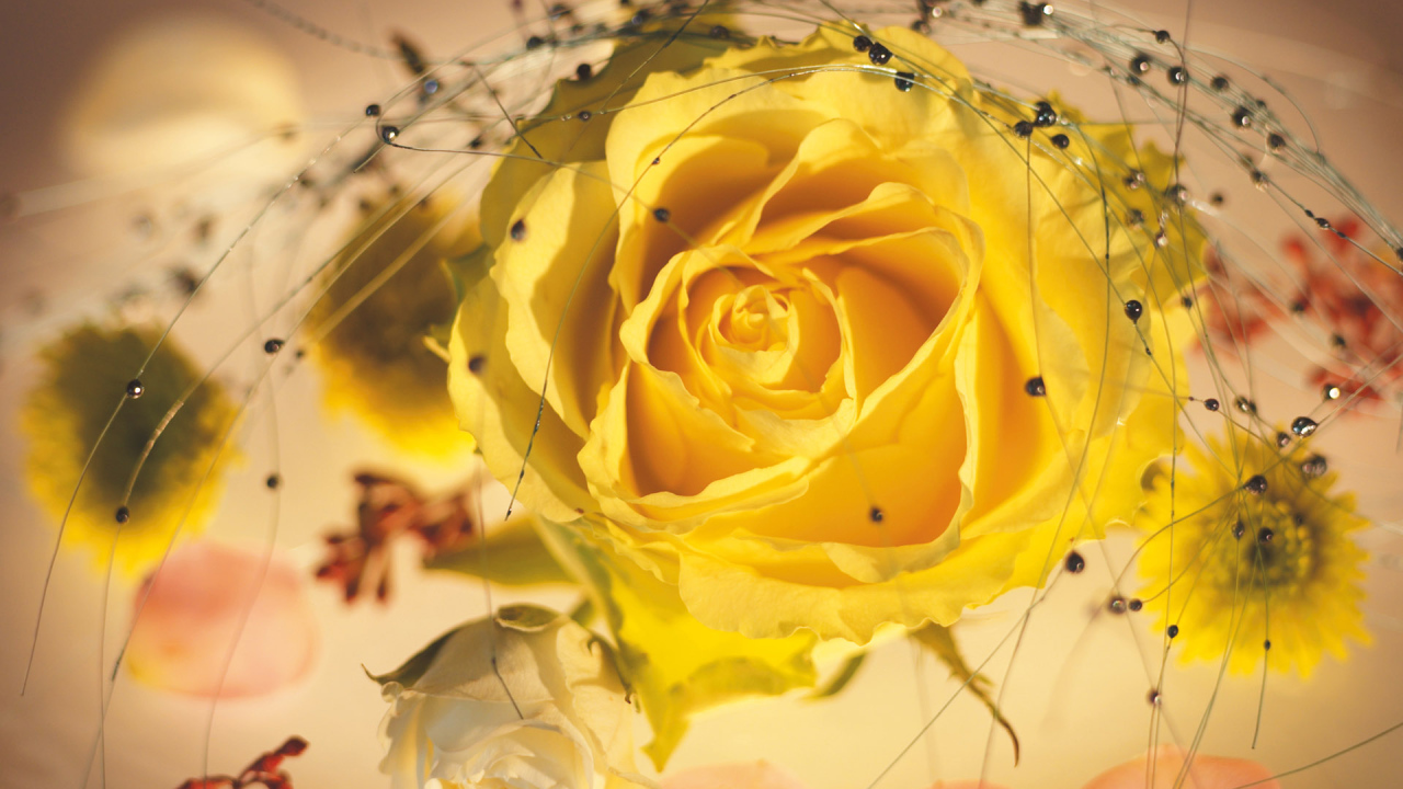 Желтая роза