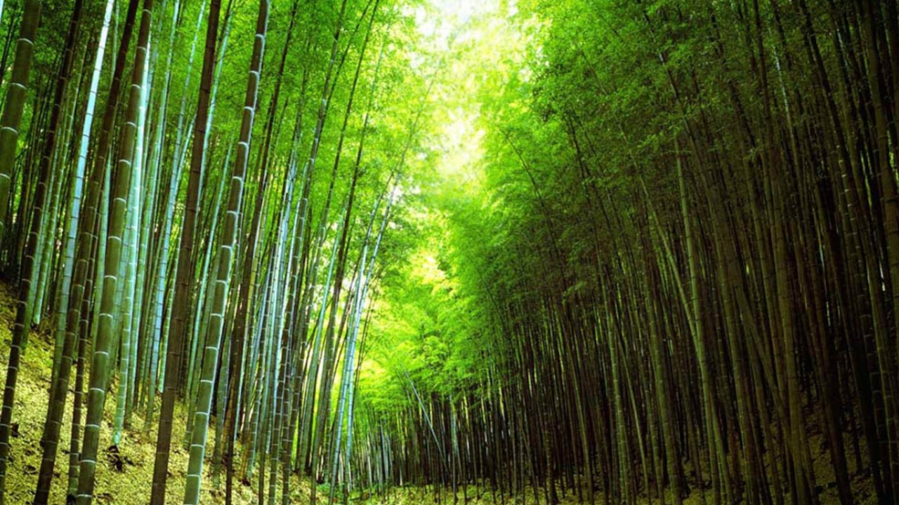 Бамбуковый лес