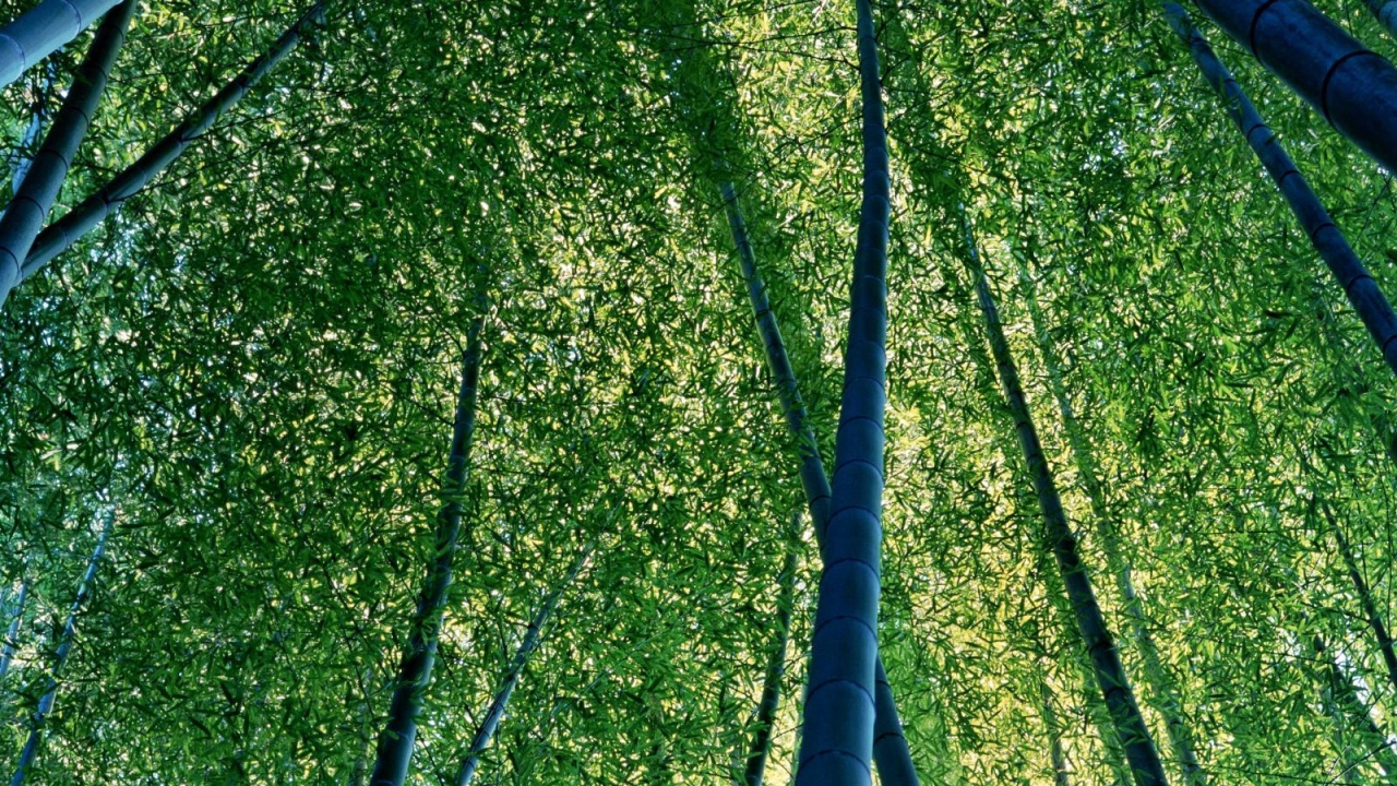 Бамбуковая роща