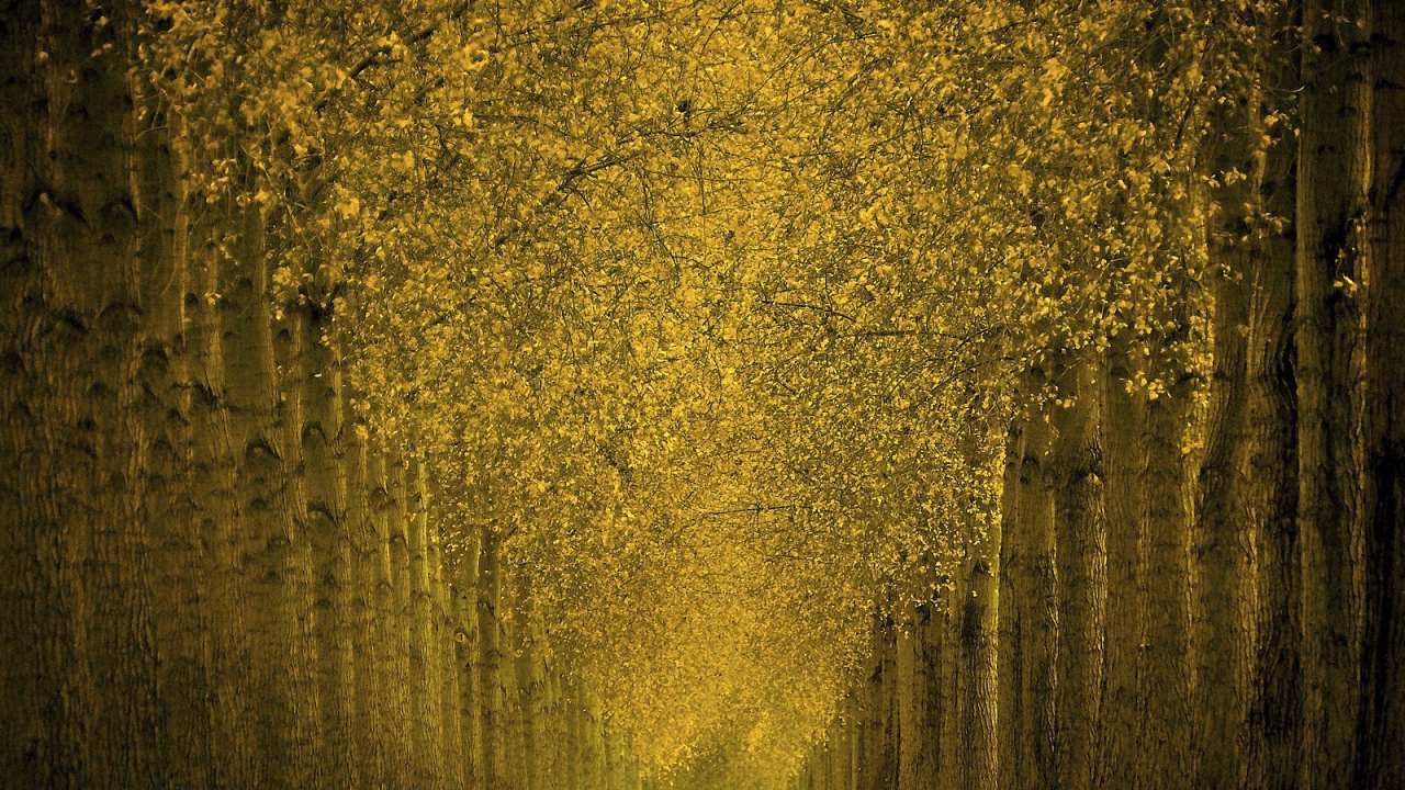 Фантастический лес