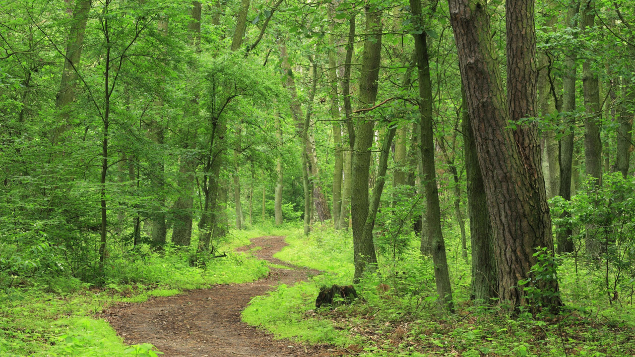 Лесная тропа