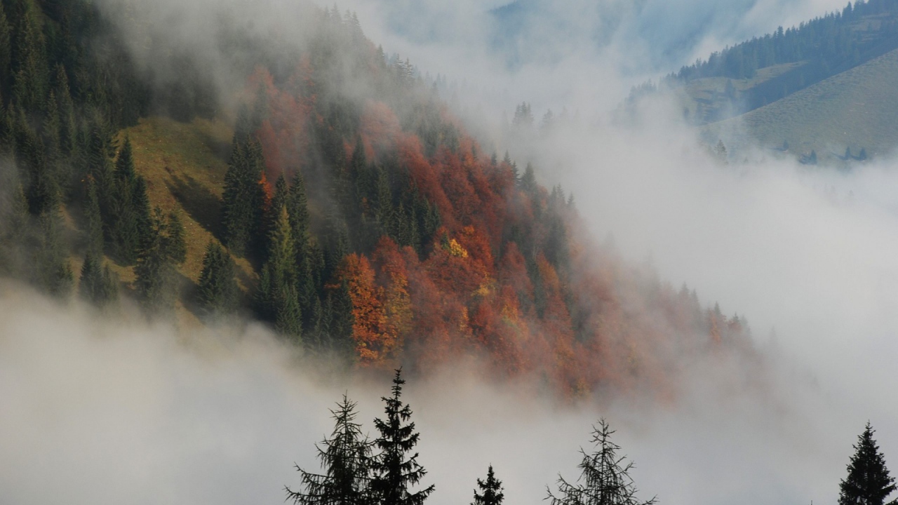 Туманный лес