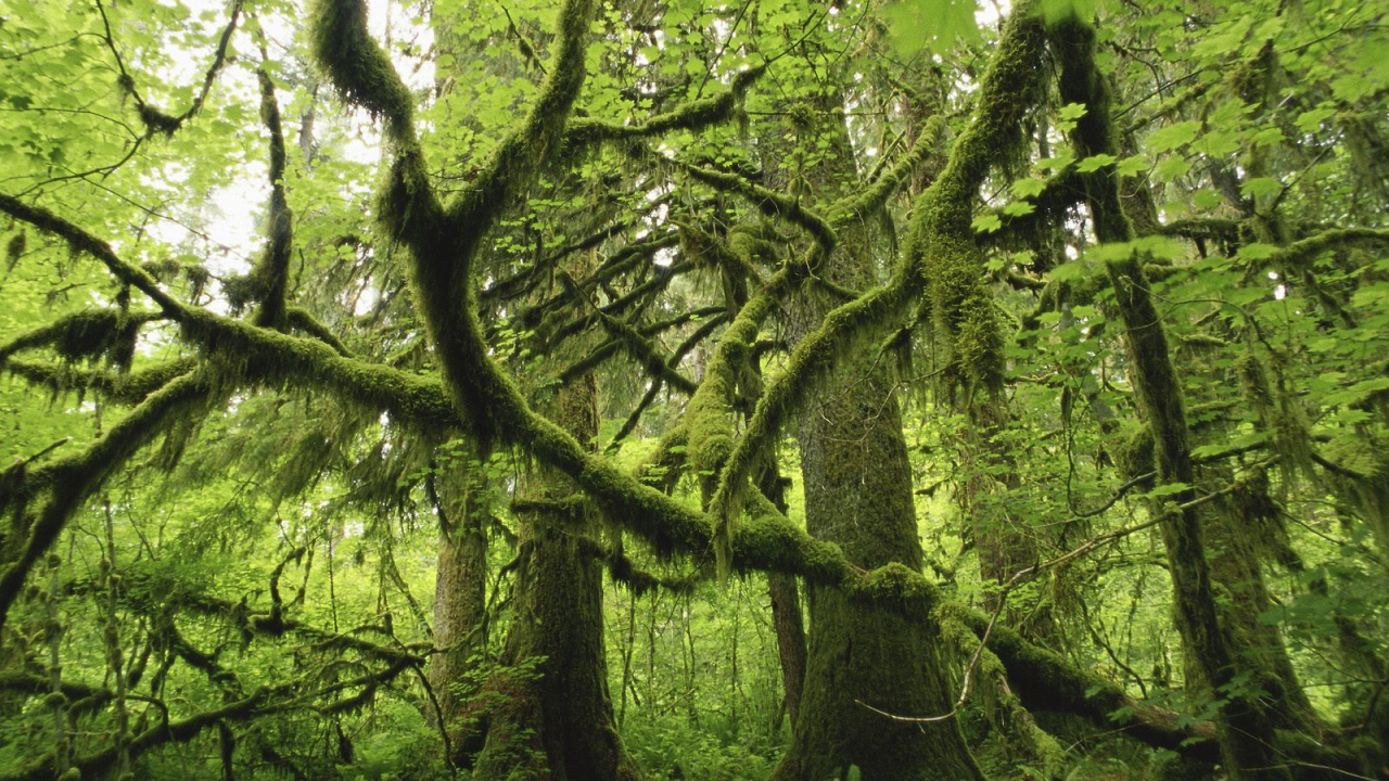 Лес поросший мхом