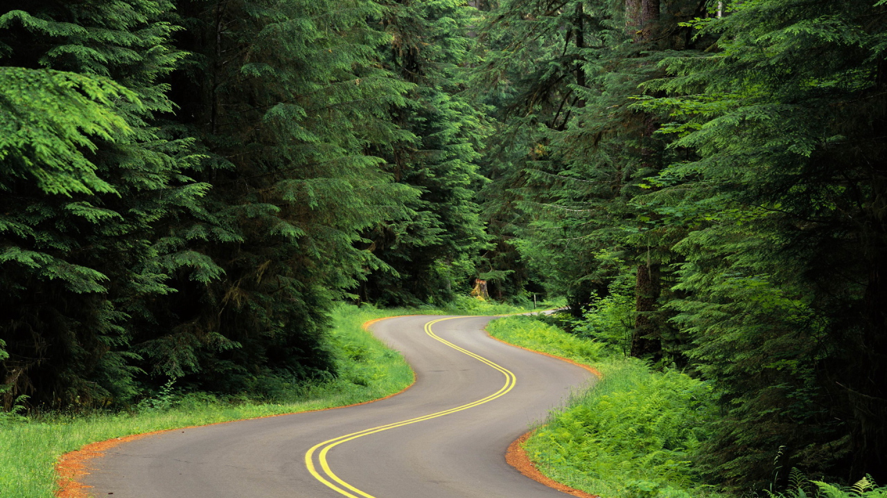 Извилистая лесная дорога