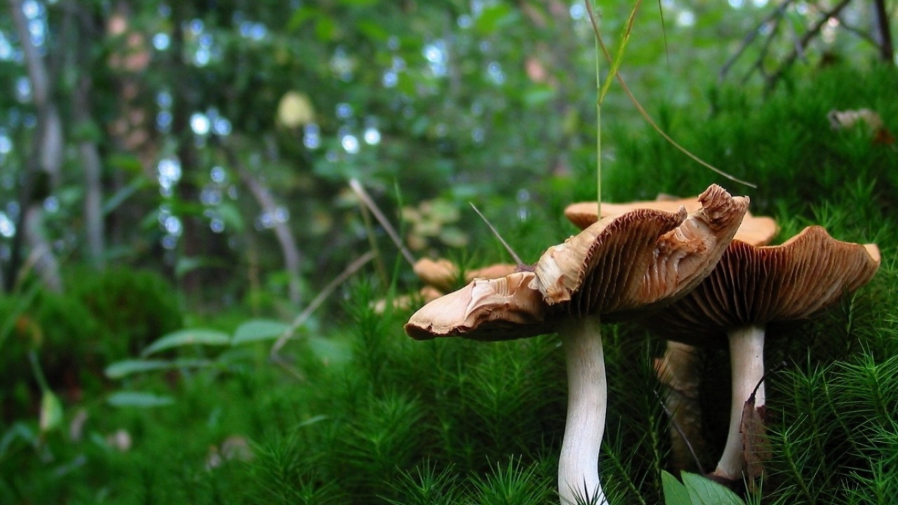 Красивые грибочки