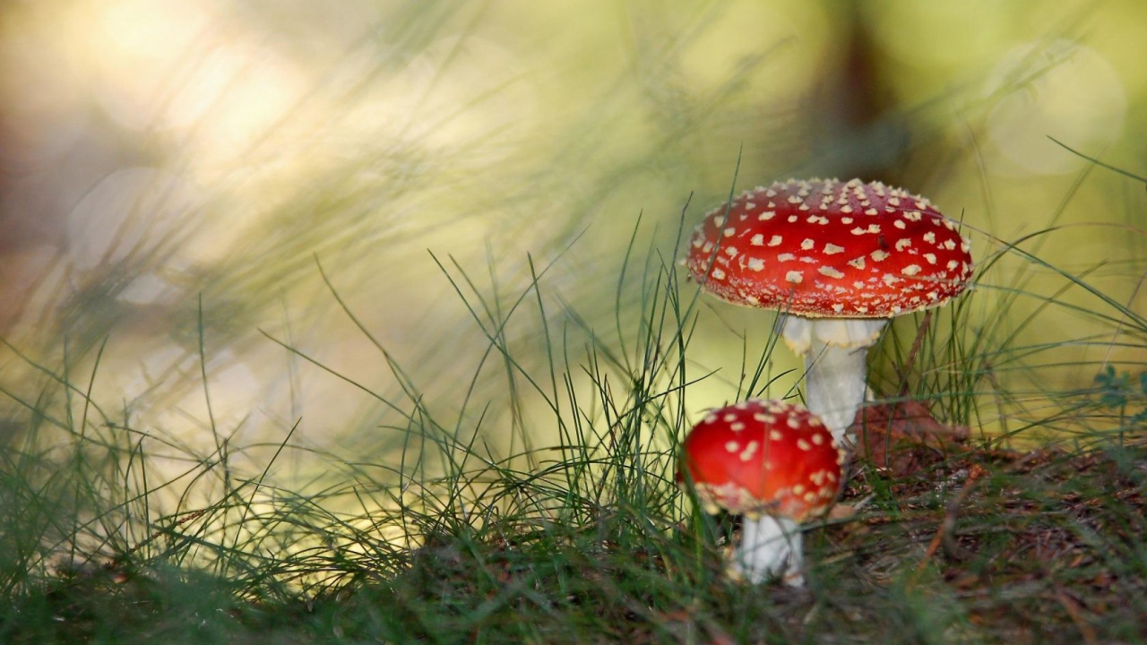 Ядовитые грибы