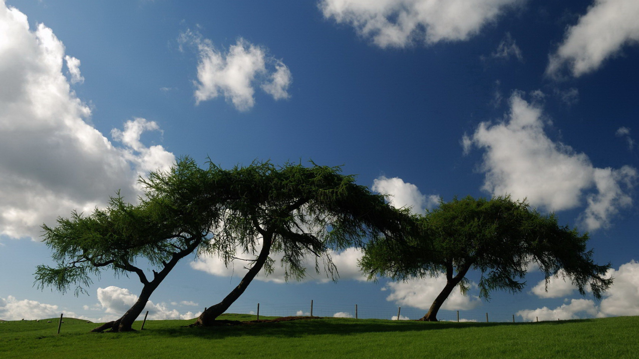 Трава деревья облака