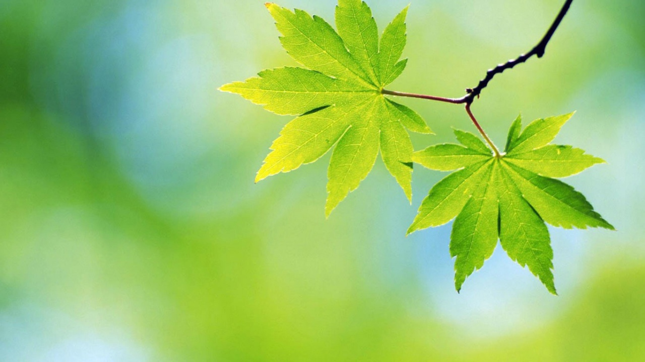 Зеленые весенние листья