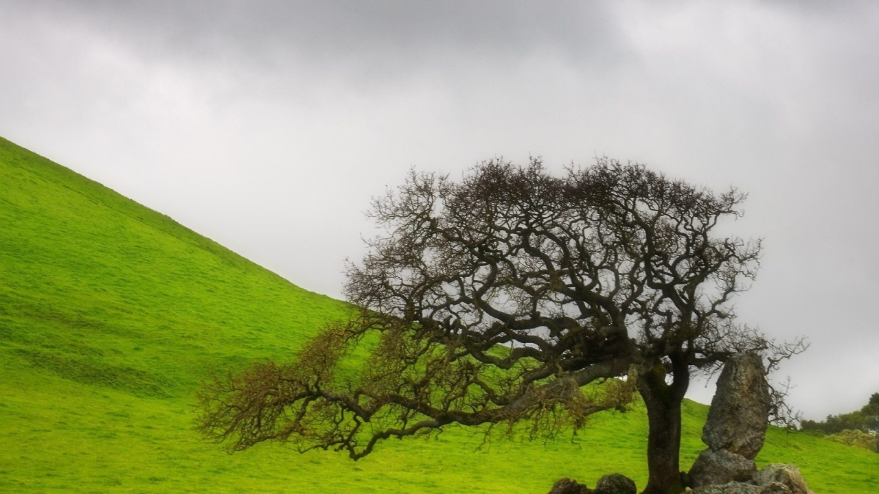 старое дерево