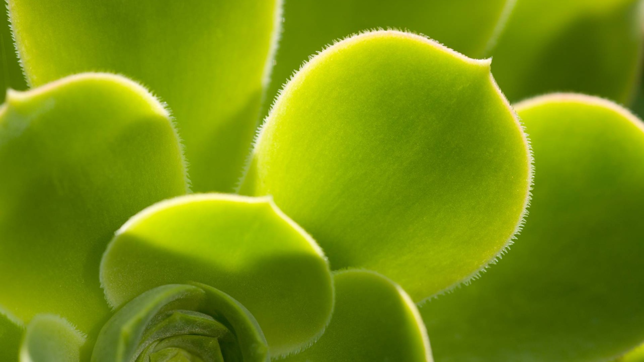 Красивое растение