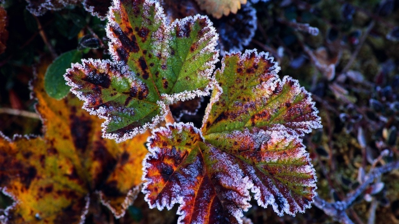 Иней на листах