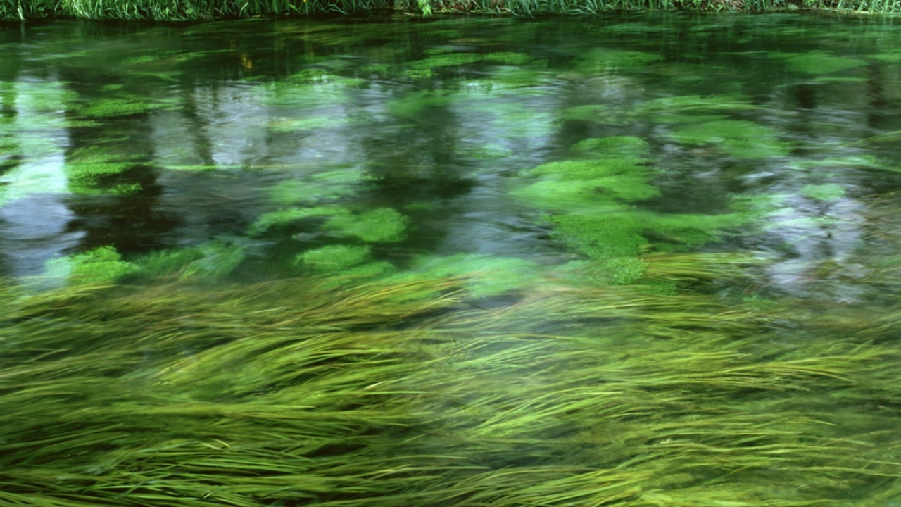 Зеленая речка