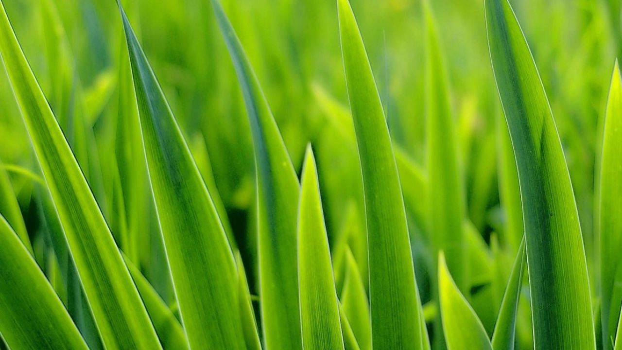 Зеленые травинки