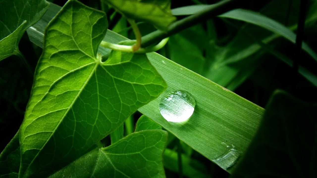 Зеленое растение