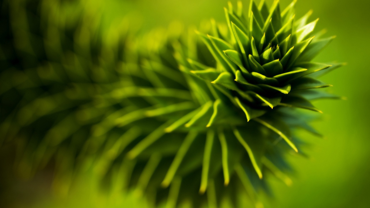 Зеленое растение