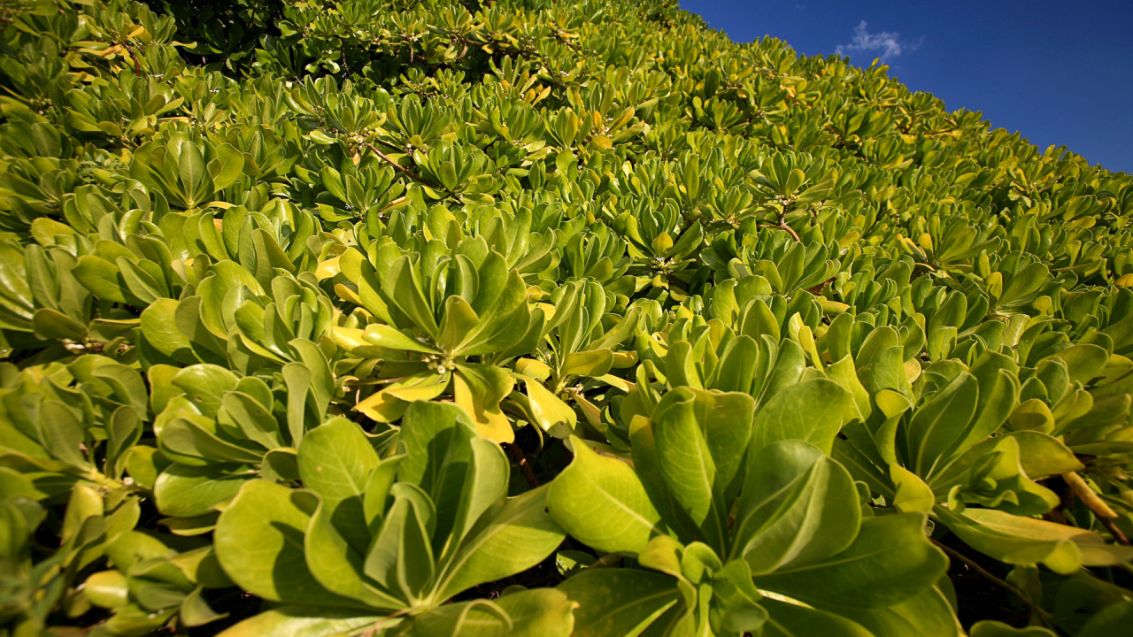 Зеленая пелена