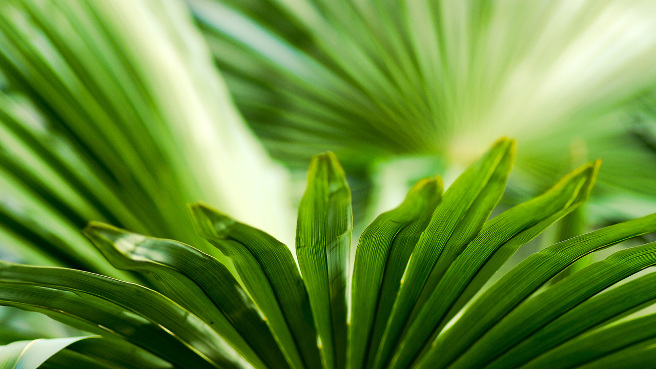 Листья зелени