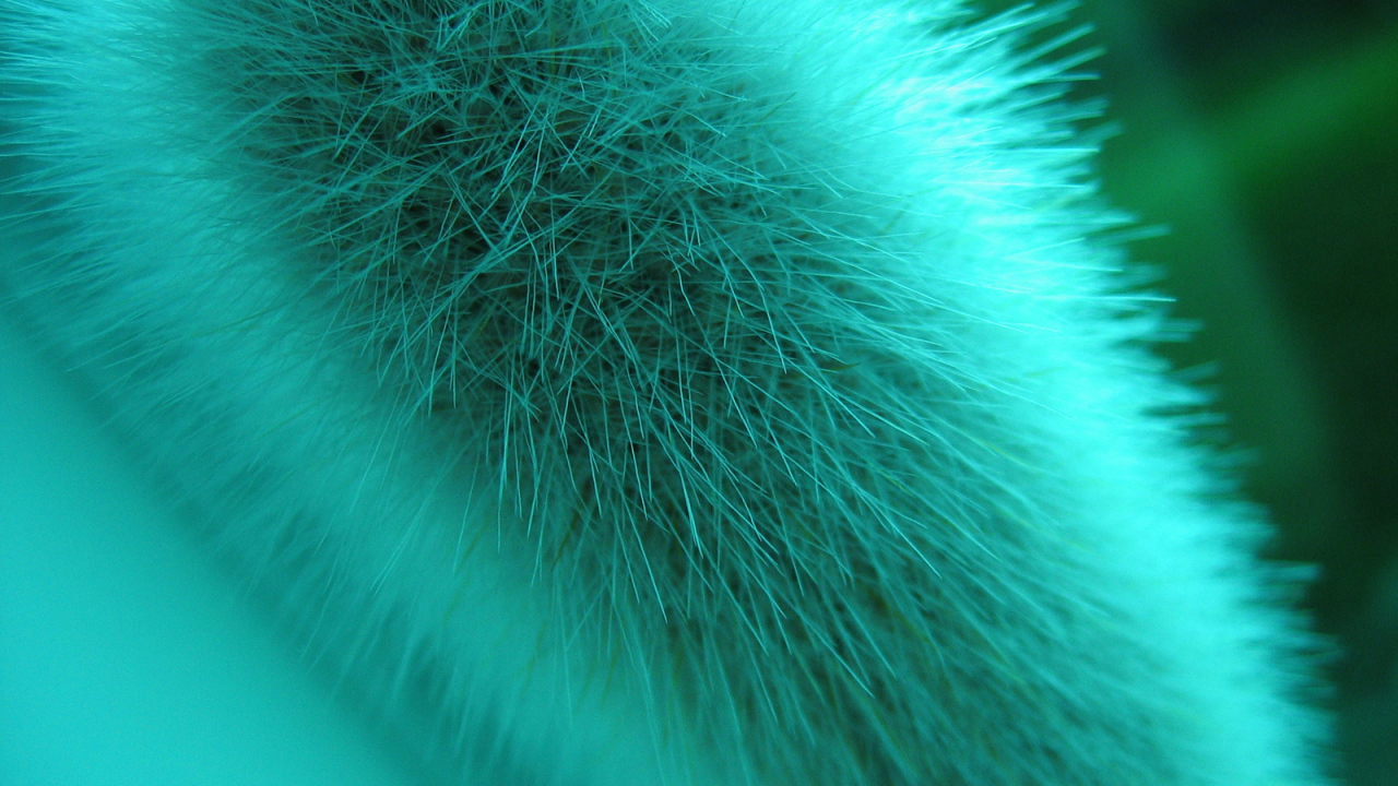 Макро съемка