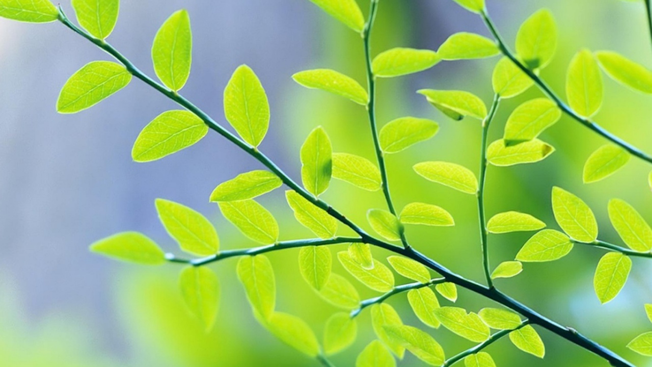 Весенние листья