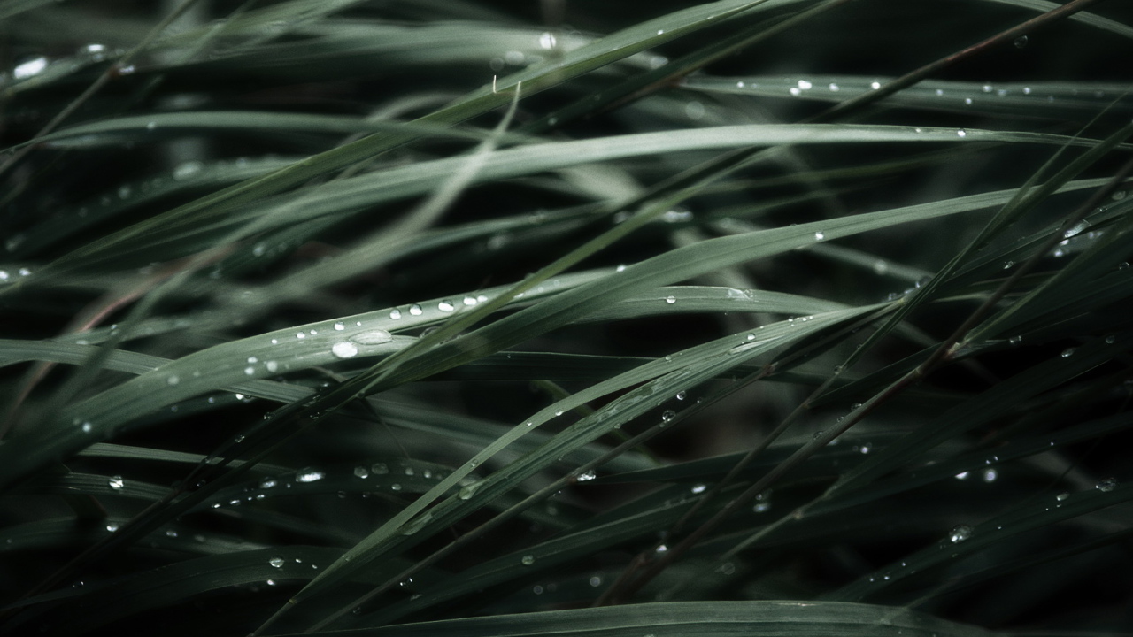 Трава после дождя