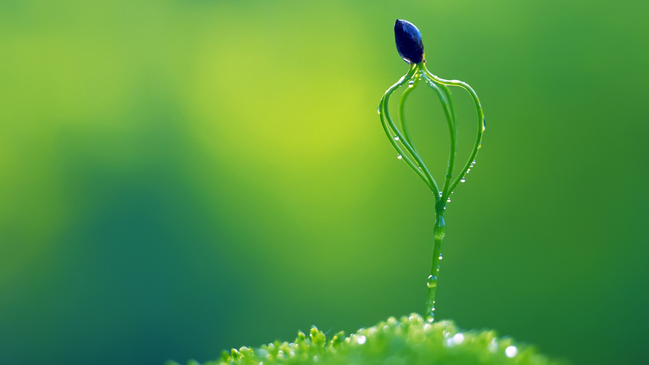 Необычное растение