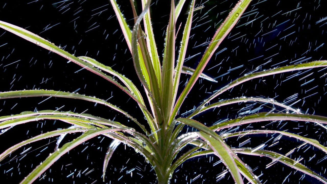  Dracaena