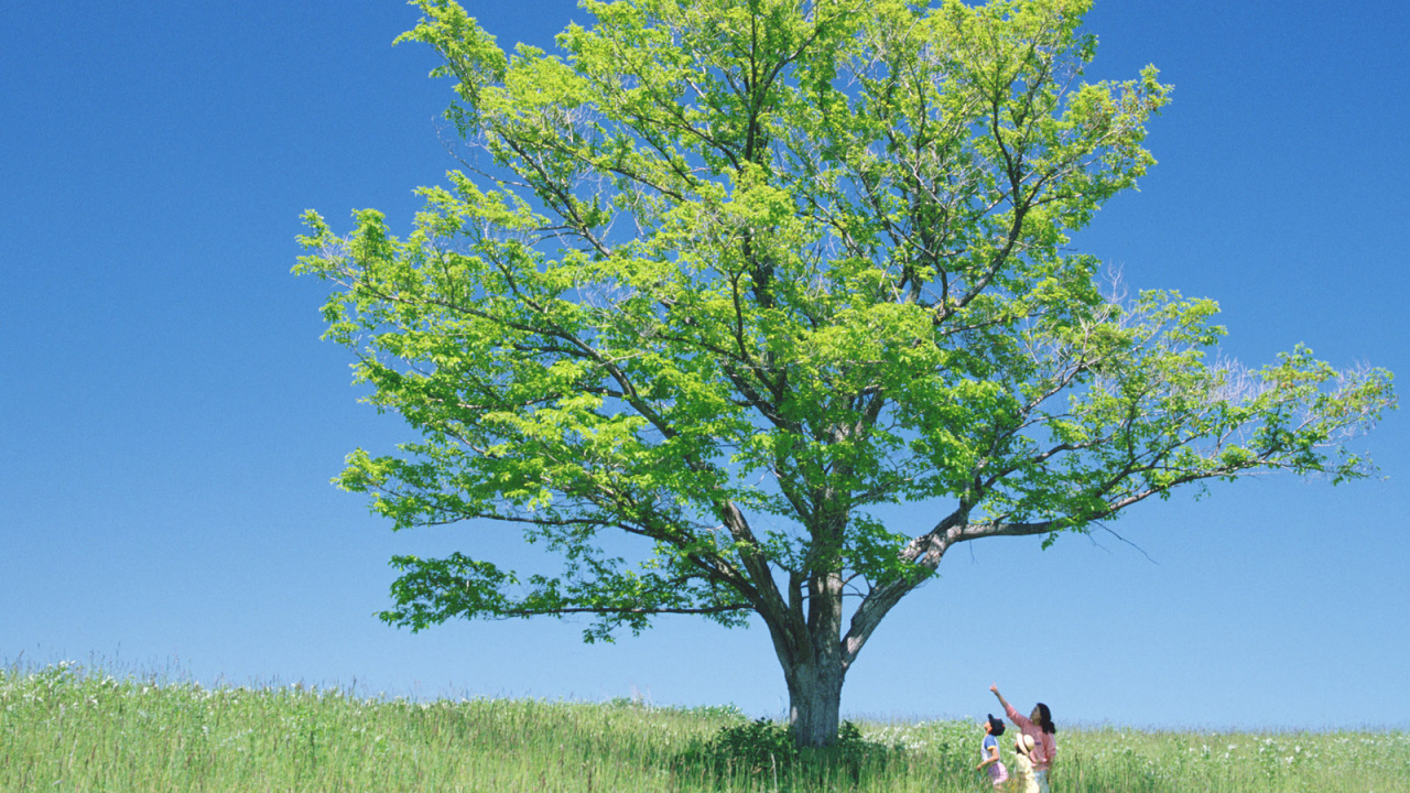 В тени высокого дерева