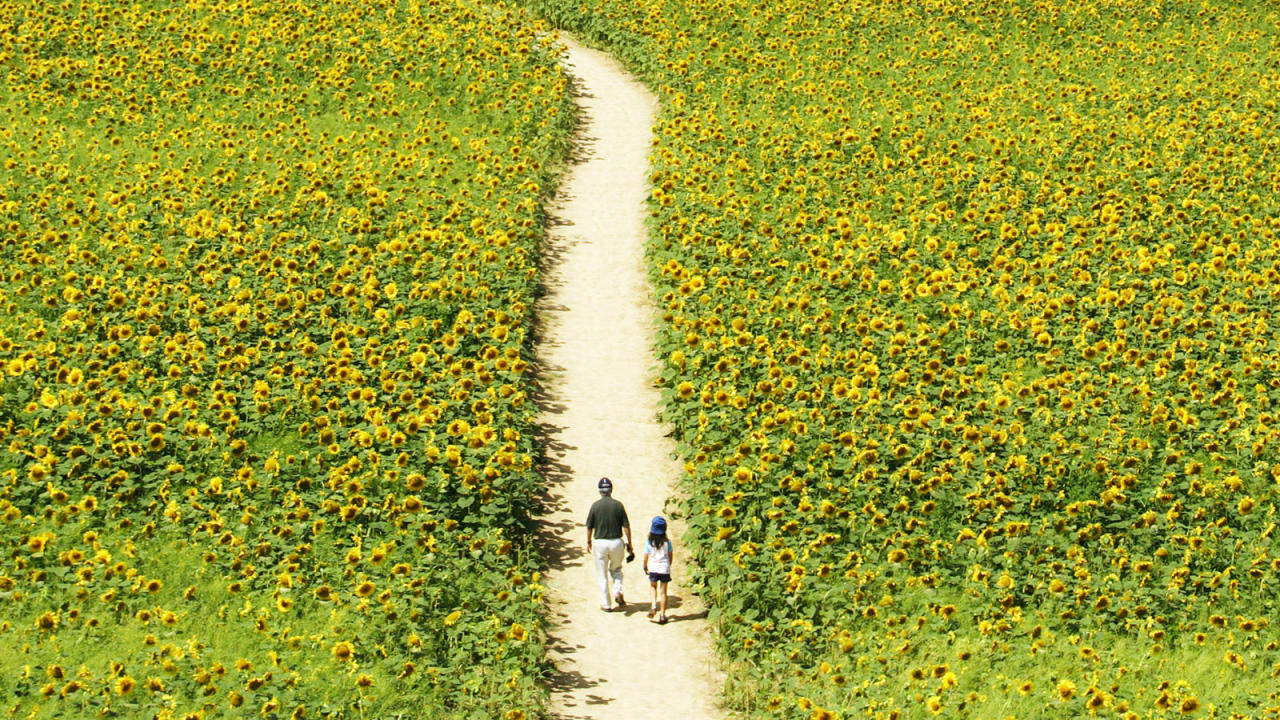Прогулка через поле подсолнечников