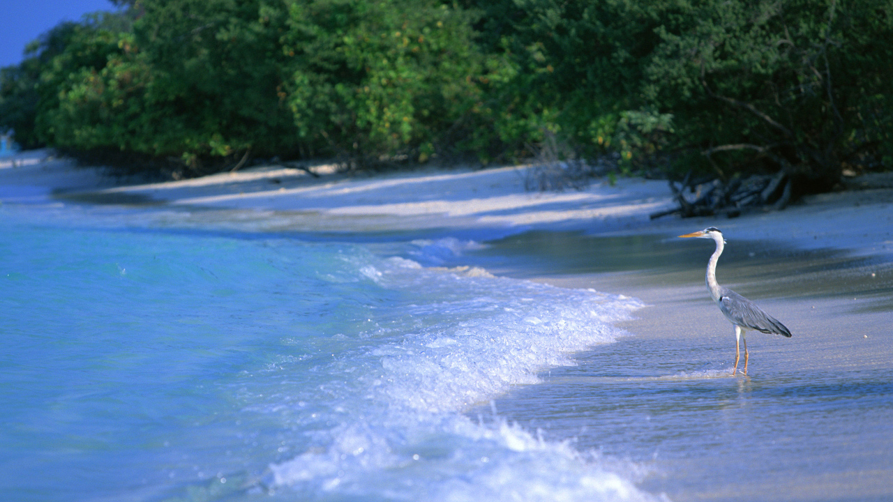 Курорт Мальдивы