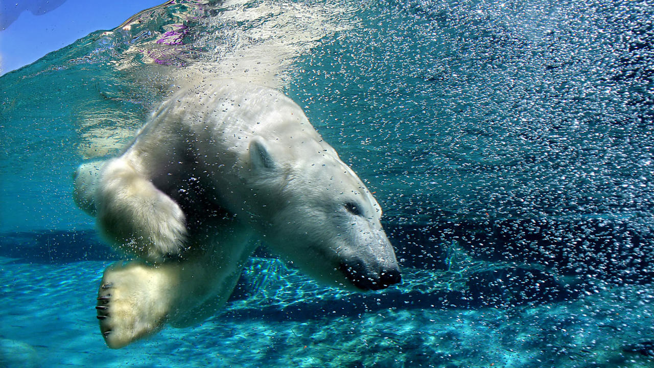Floating Polar bear