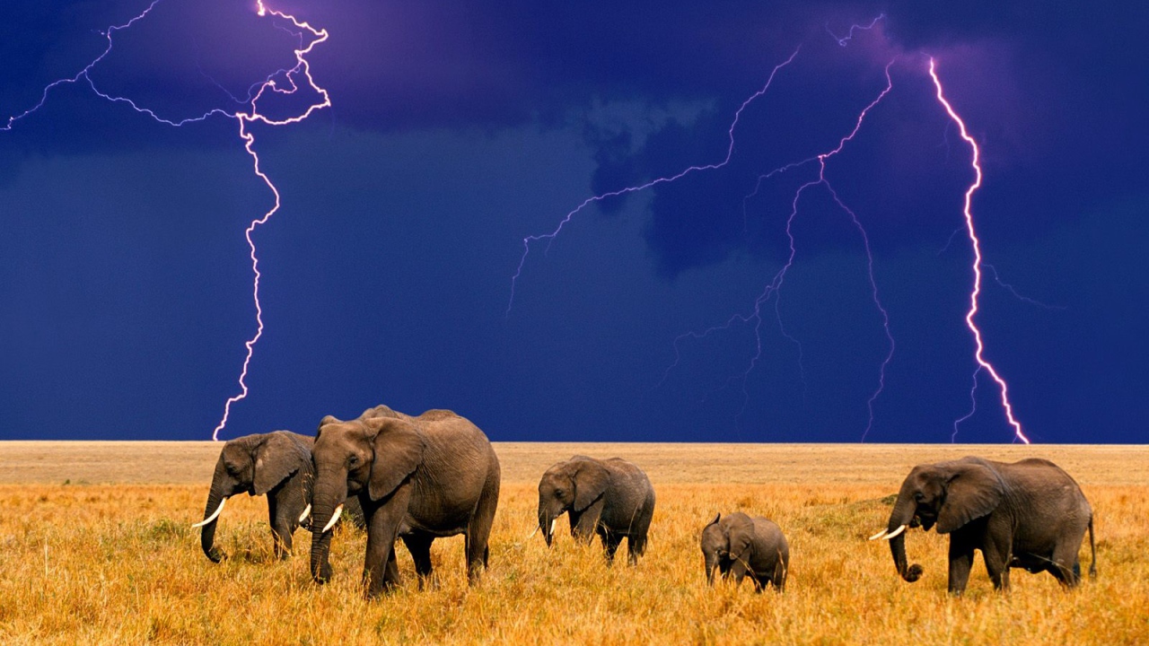 Африканские слоны Молния