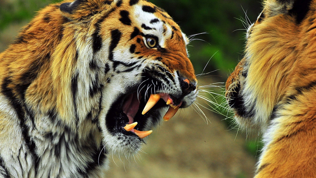 Звериная схватка