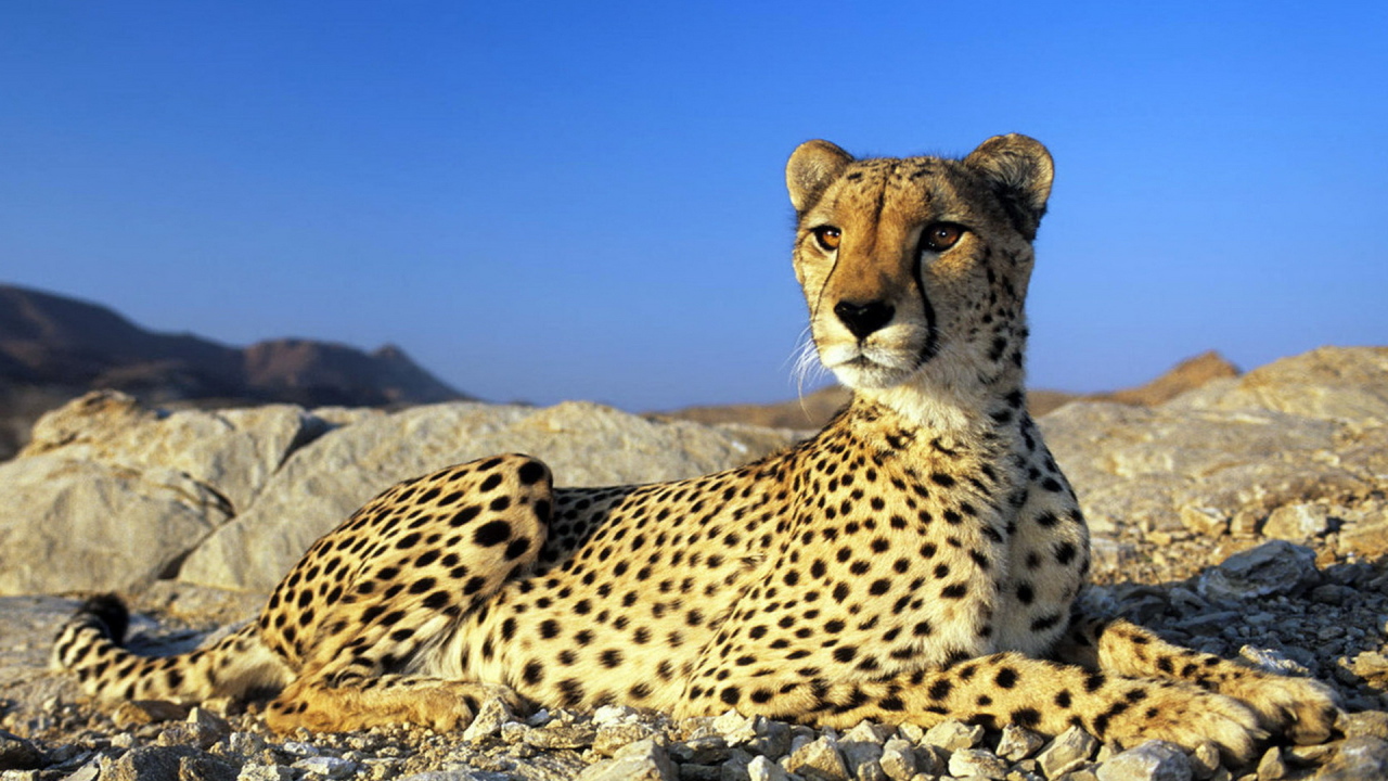 Гепард на камнях