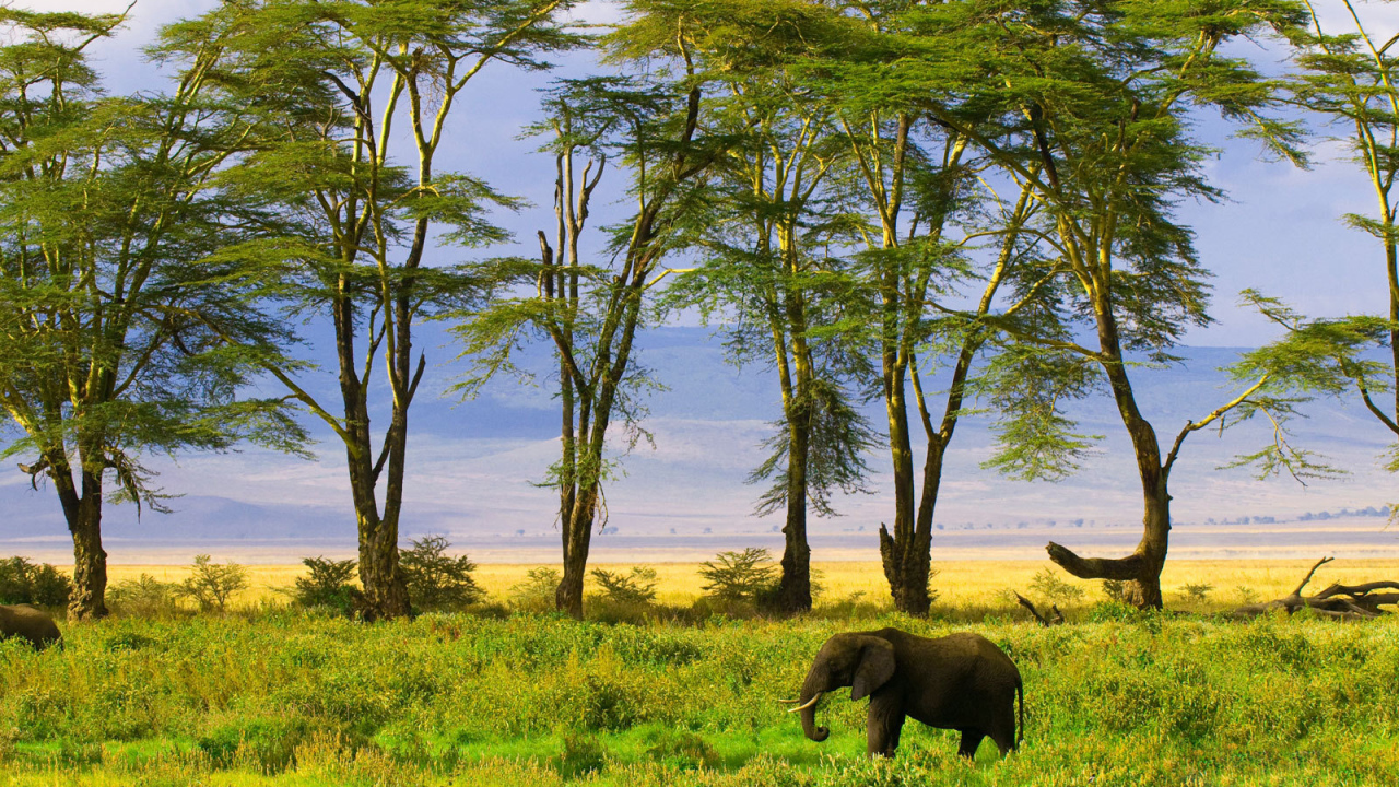 Слон в саванне