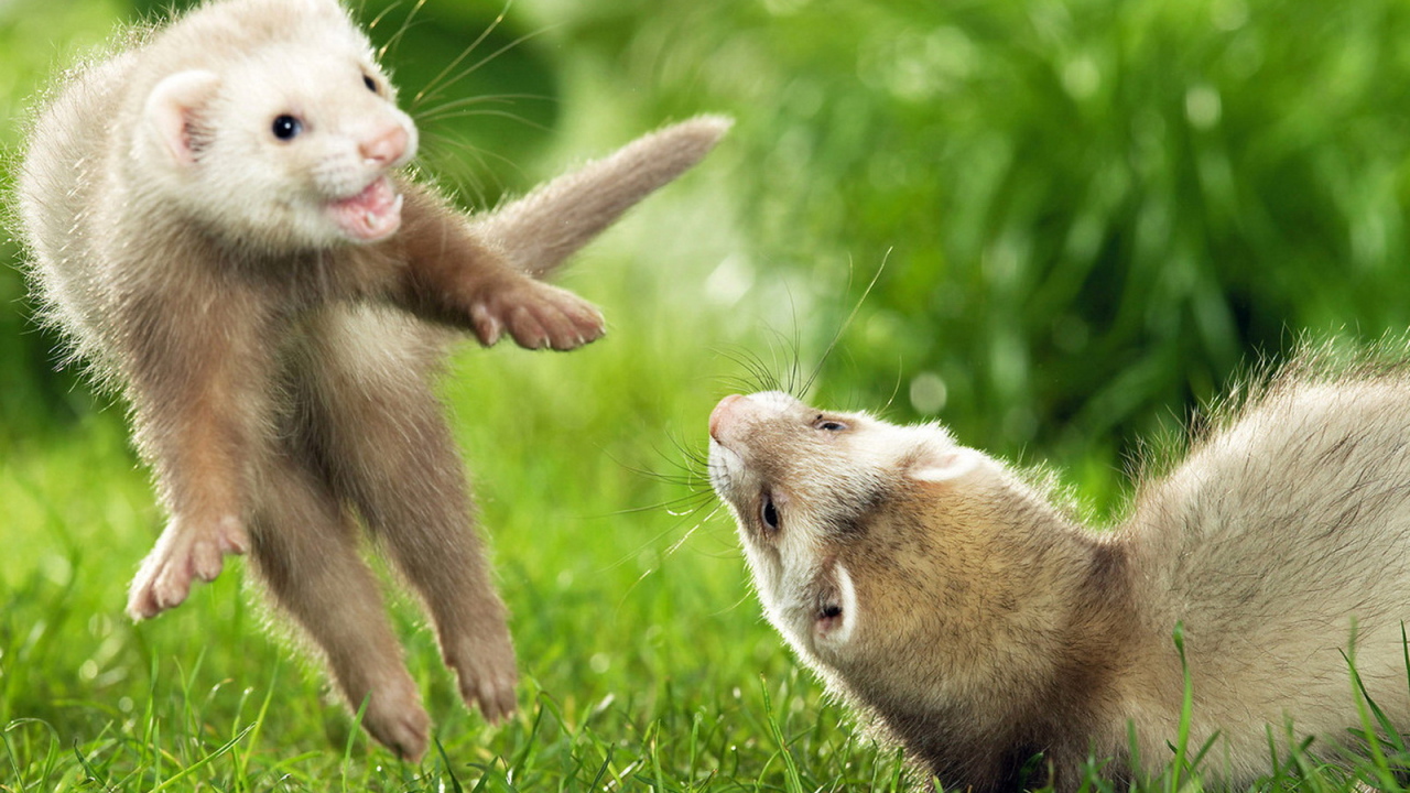 Игры хорьков