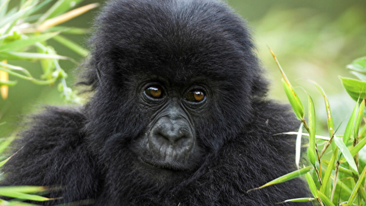 Горилла в траве