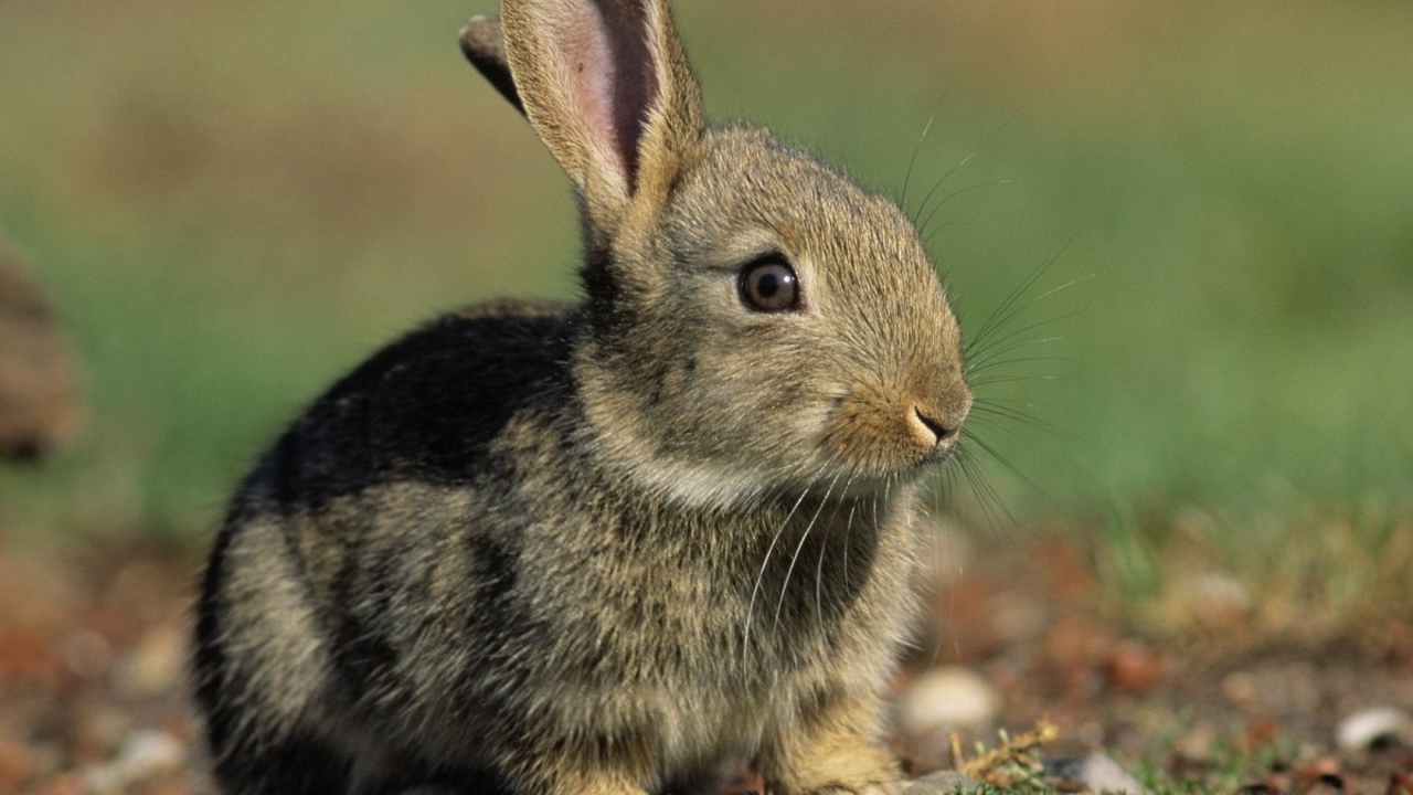 Заяц среди зелени