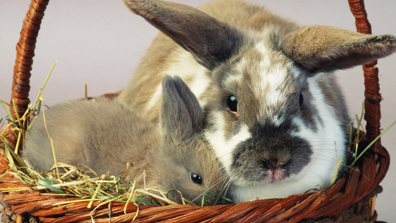 Зайцы в корзине