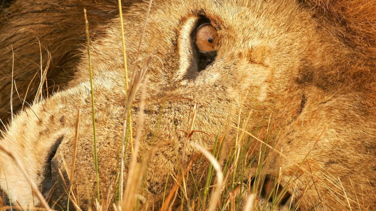 Лева в траве