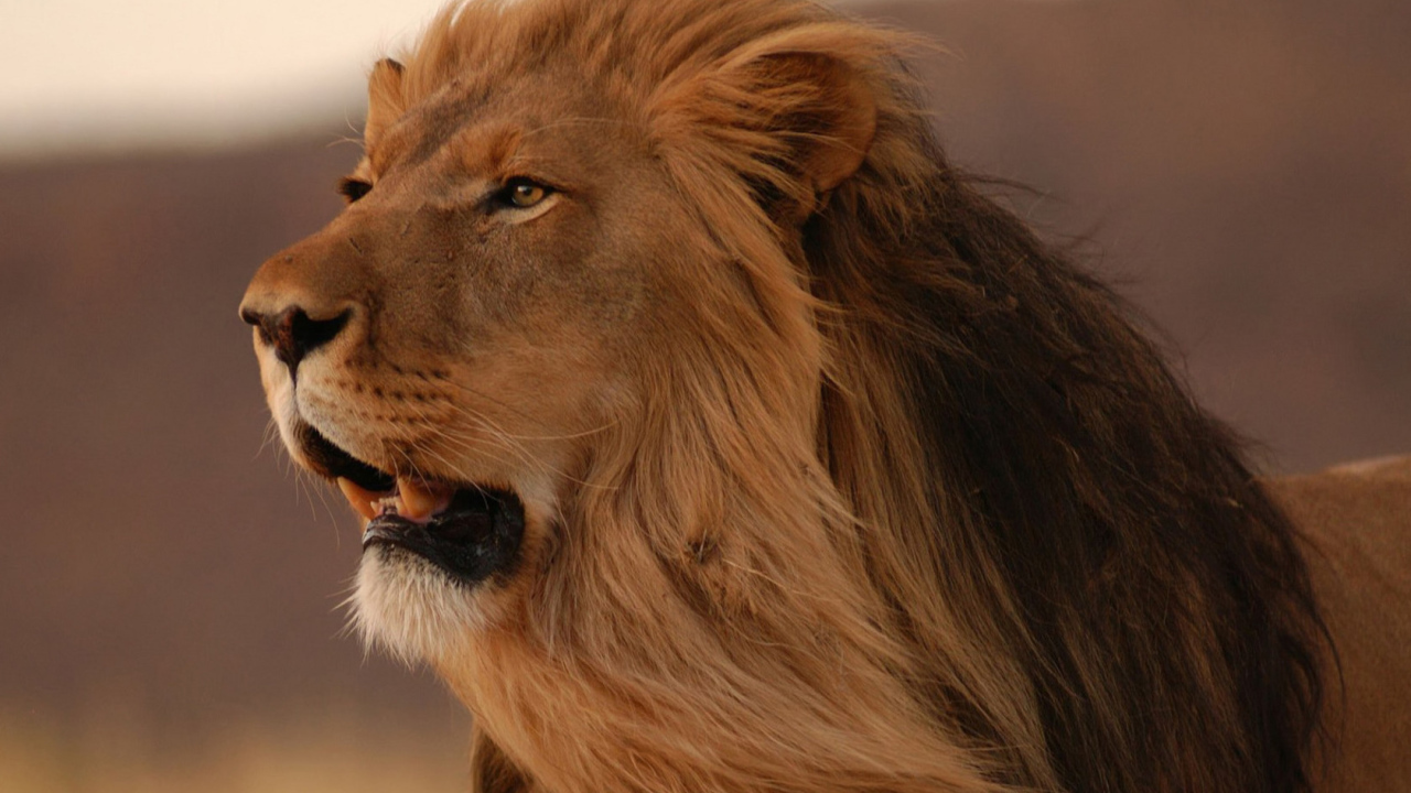 смотрящий в даль Лев