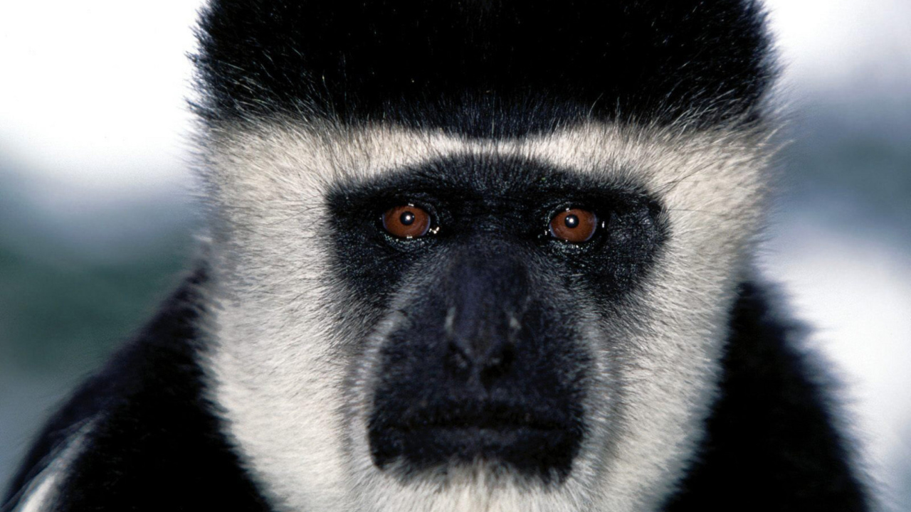 Обезьянья мордашка