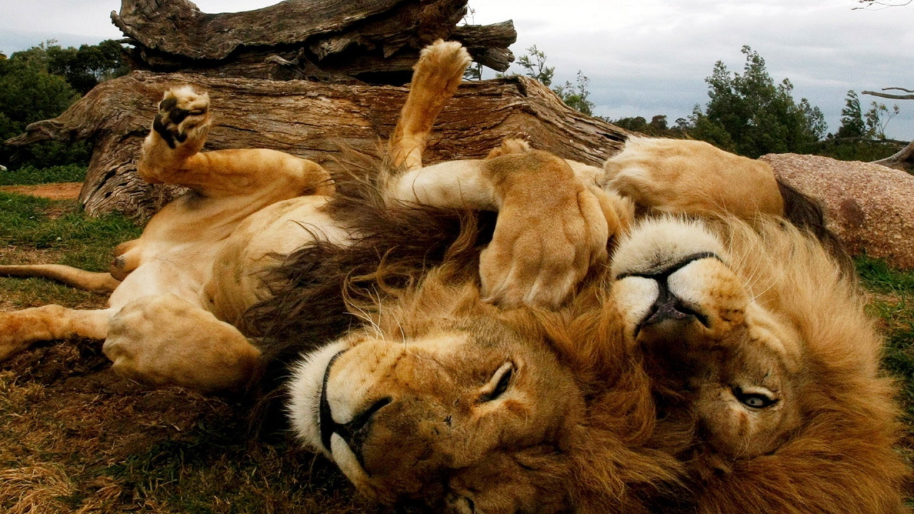 Играющиеся львы
