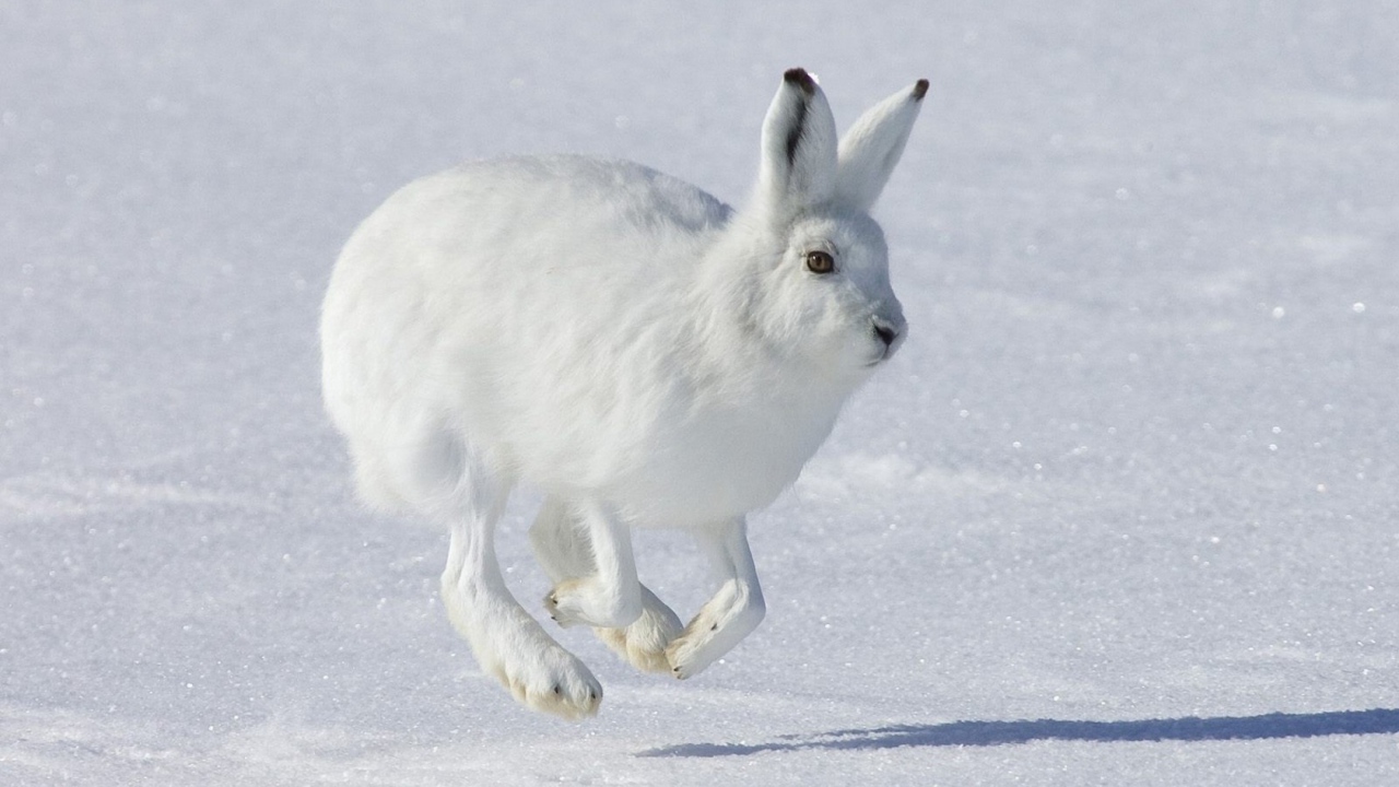 Бегущий Белый заяц