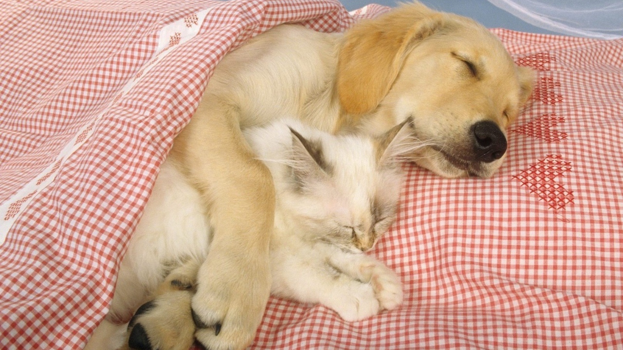 Спящие друзья