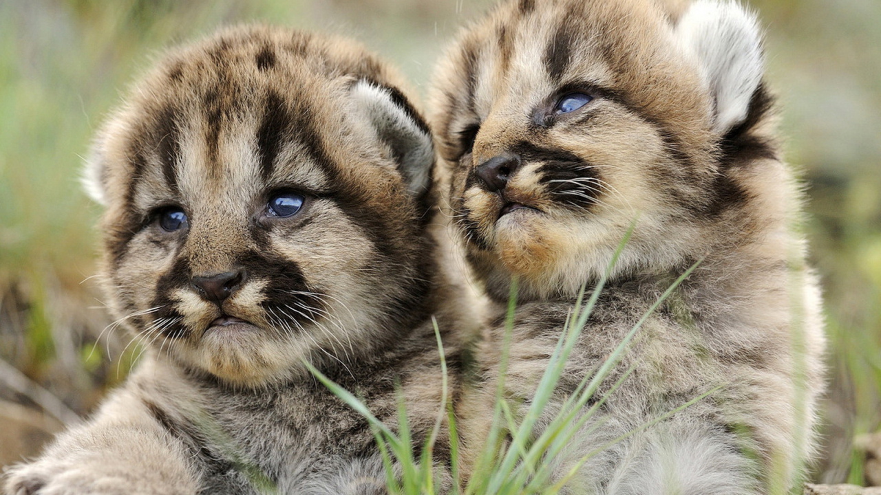 Маленькие хищники