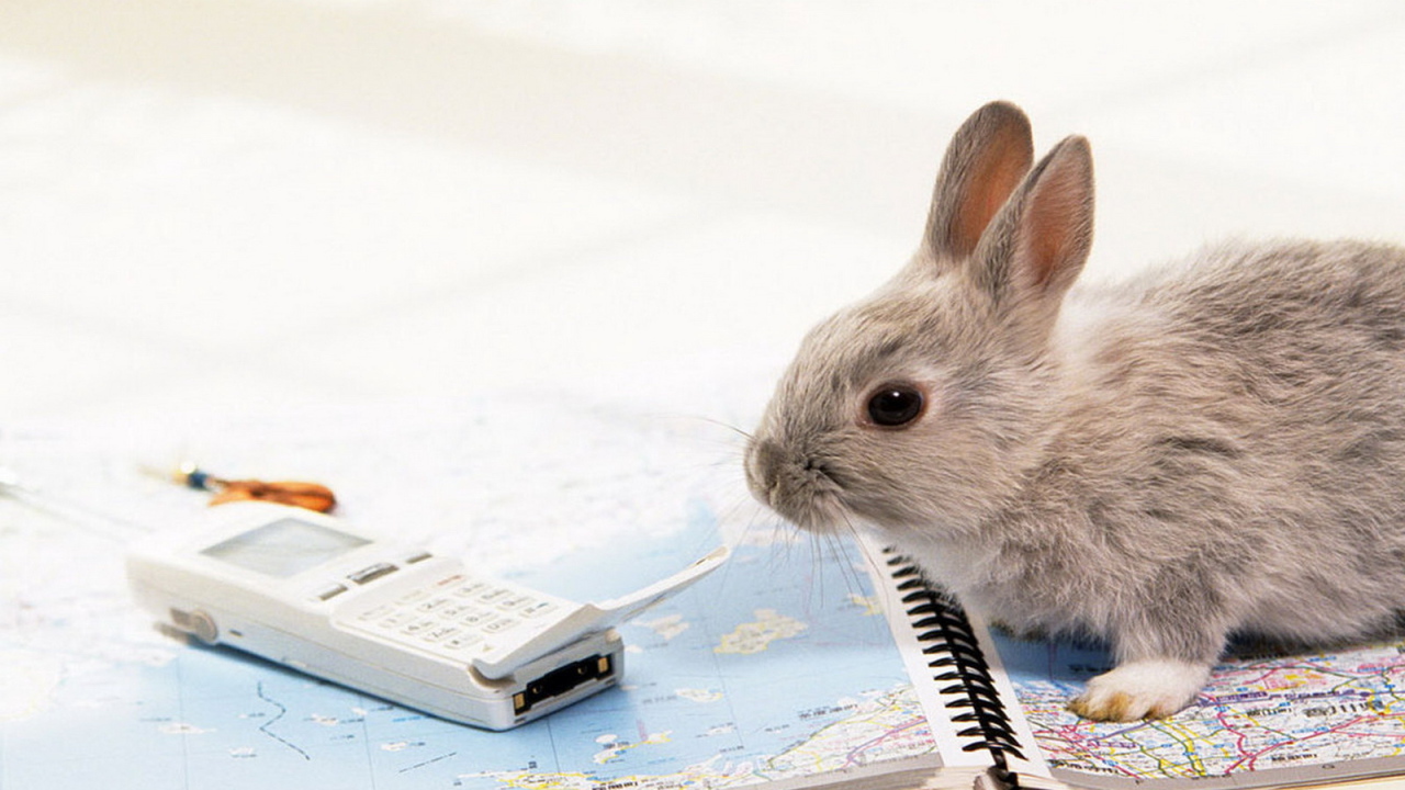 Крольчонок